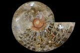 Choffaticeras (Daisy Flower) Ammonite Half - Madagascar #86791-1
